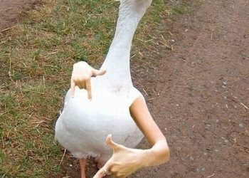 La pelea del siglo Enano vs Pato (Vídeo)