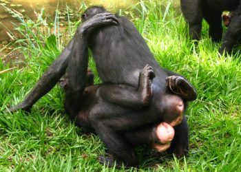 El sexo entre bonobas las ayuda a mantener a raya a los machos
