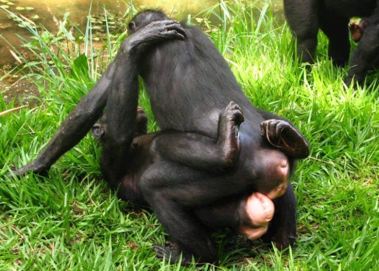 El sexo entre bonobas las ayuda a mantener a raya a los machos