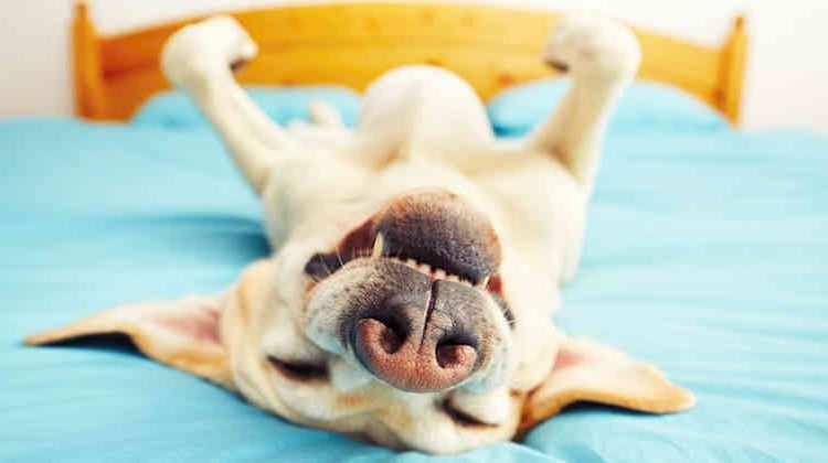 Perro se desmaya al ver que le quieren quitar las uñas (Vídeo)
