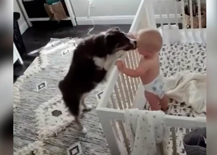 Perrito hace insólito acto con un bebé