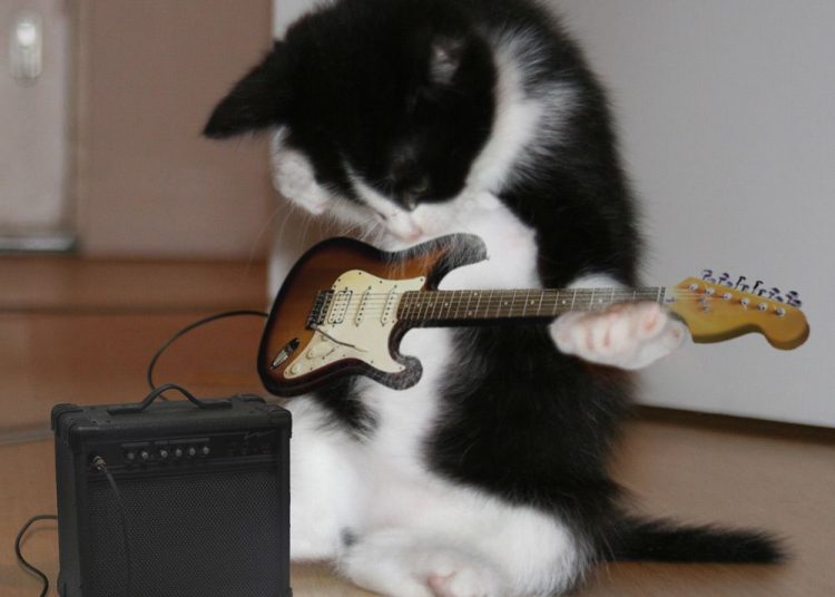 Gato toca guitarra para despertar a su dueño