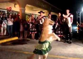 Perrito baila Merengue y el público lo aplaude