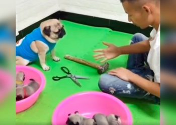 Perro juega piedra papel o tijera para que le devuelvan a sus crías