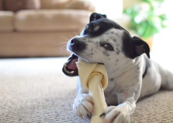 Un acto de amor de un perro adulto para alimentar a su cachorro