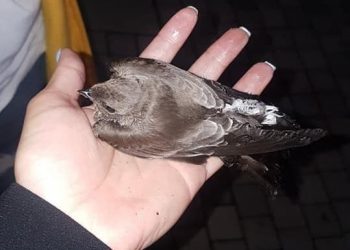 Indignante la manera como matan a las Aves en «La Gran Vía»