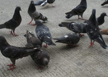 En México se roban las palomas