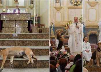 Sacerdote lleva a misa a unos perros para que los adopten