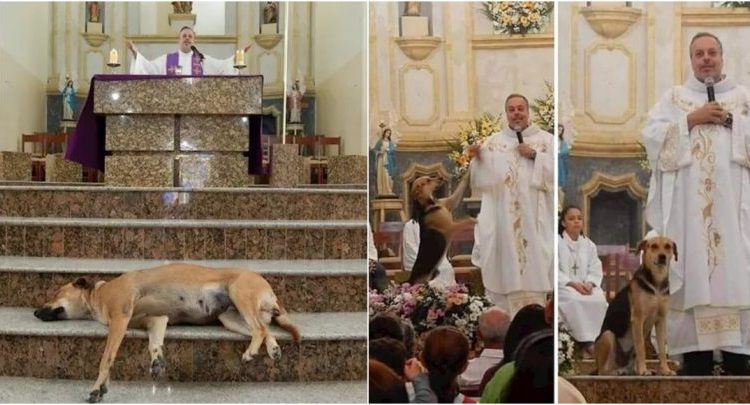 Sacerdote lleva a misa a unos perros para que los adopten