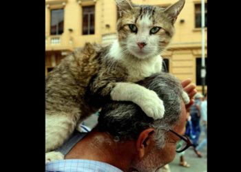 Don Julio busca con desesperación a su mascota Heathcliff, el gato que se volvió una atracción en el centro de San Salvador