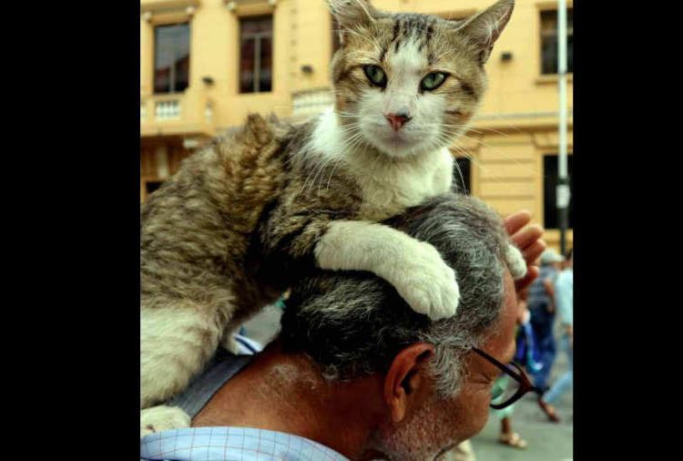 Don Julio busca con desesperación a su mascota Heathcliff, el gato que se volvió una atracción en el centro de San Salvador