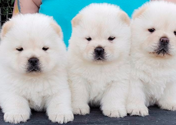 Escándalo mundial por cafetería que pinta perros para que parezcan osos pandas