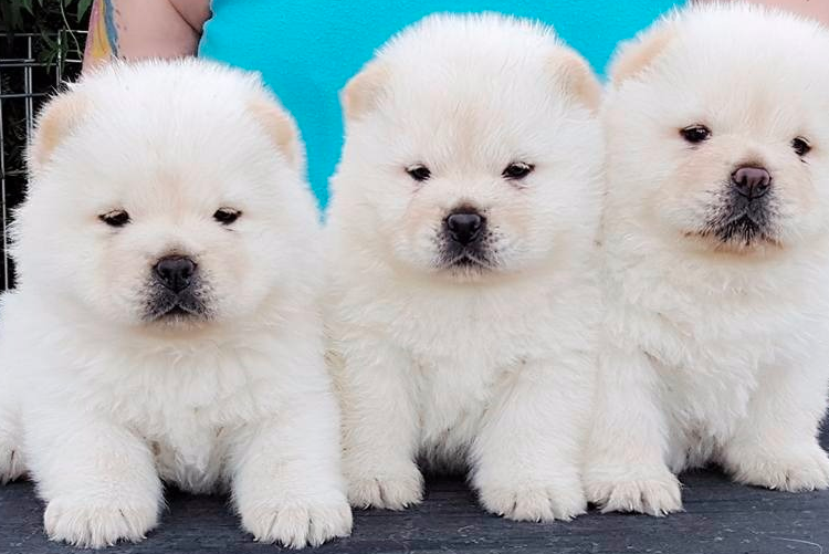 Escándalo mundial por cafetería que pinta perros para que parezcan osos pandas