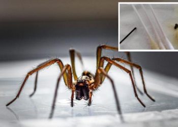 Araña hace nido en el oido de un adolescente
