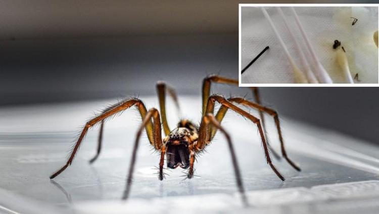 Araña hace nido en el oido de un adolescente