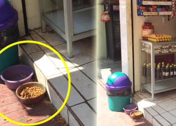 Destacan gesto de unos comerciantes que a diario alimentan a los perros de la calle