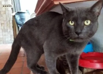 La verdadera historia del astuto gato que engaño a dos familias