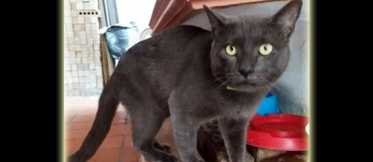La verdadera historia del astuto gato que engaño a dos familias
