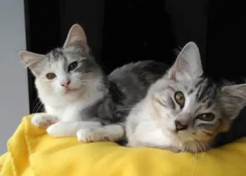 En Italia un par de gatos salvaron a sus dueños de morir soterrados