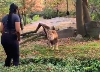 Una mujer se cuela en el foso de los leones de un Zoo del Bronx para grabar un vídeo