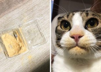 Fotos que demuestran lo divertido que son tus mascotas