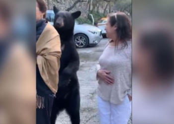 Un oso se acerca a una mujer para acariciarle el pelo