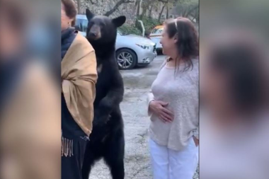 Un oso se acerca a una mujer para acariciarle el pelo