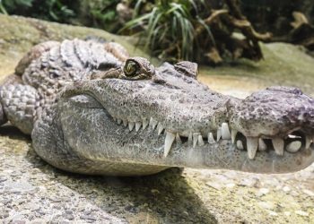 ¡ Sorpresa! Cocodrilo ‘invade’ el baño de un hombre en la India