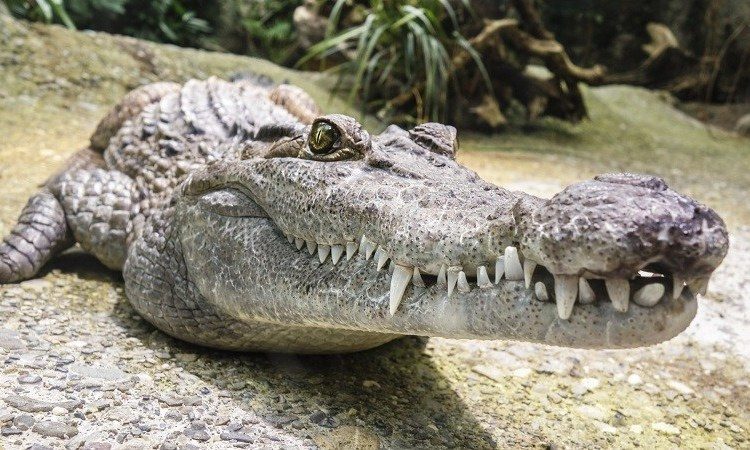 ¡ Sorpresa! Cocodrilo ‘invade’ el baño de un hombre en la India