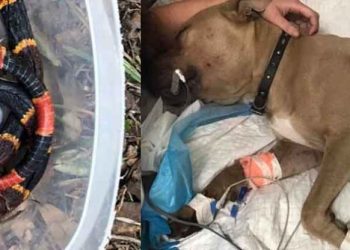 Pitbull pierde la vida para proteger a dos niños de una serpiente coral