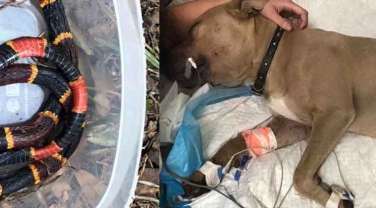 Pitbull pierde la vida para proteger a dos niños de una serpiente coral