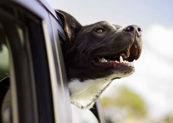 Un perro al volante da vueltas durante una hora en un auto sin conductor en Florida