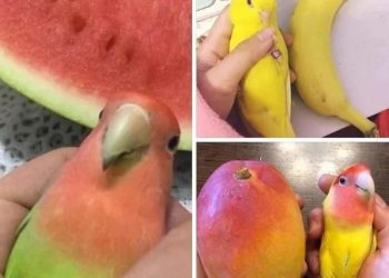Imágenes que te darán hambre sin ser comida
