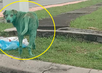 Captan a chucho pintado de color verde, llorando y buscando comida
