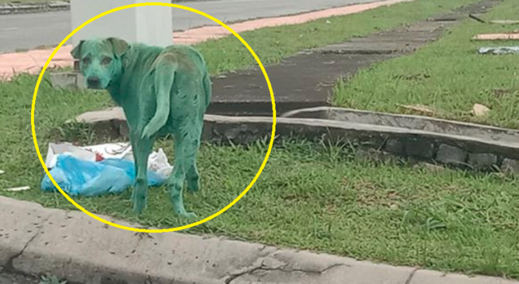 Captan a chucho pintado de color verde, llorando y buscando comida