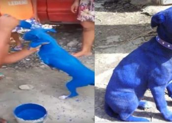 Capturan a sujeto que pintó a su perrito de color azul para «quitarle la sarna»