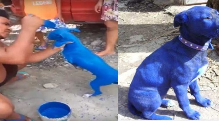 Capturan a sujeto que pintó a su perrito de color azul para «quitarle la sarna»