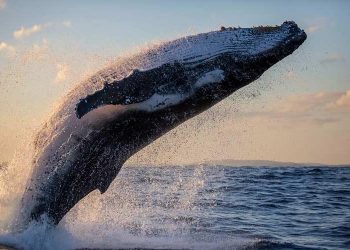 Tocaron música en el mar y la increíble reacción de inmensas ballenas