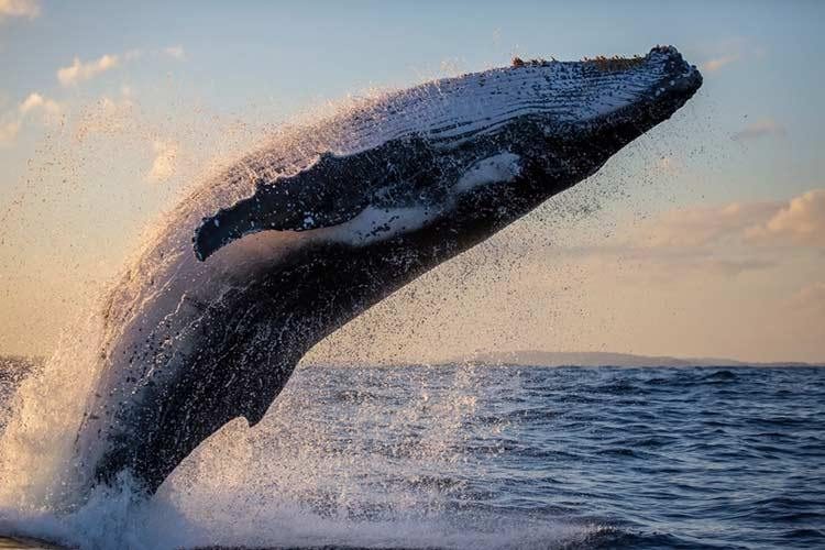 Tocaron música en el mar y la increíble reacción de inmensas ballenas