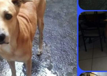 La dueña de este chuchito murió, ahora busca un techo y una familia responsable