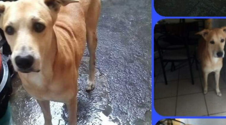 La dueña de este chuchito murió, ahora busca un techo y una familia responsable