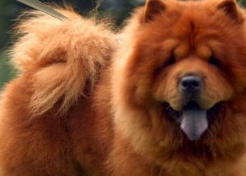 Hombre sufre la agresión de un Chow chow en Ciudad Delgado