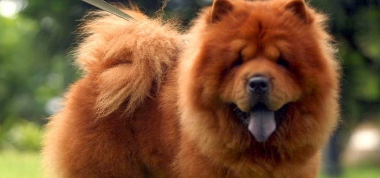 Hombre sufre la agresión de un Chow chow en Ciudad Delgado