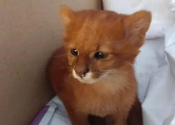Joven rescató a un pequeño «gato» a quien nombró Tito, pero resultó ser un puma