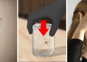Bomberos socorre por Twitter a una joven que encontró una araña Viuda Negra en su casa