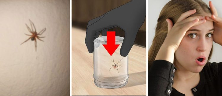 Bomberos socorre por Twitter a una joven que encontró una araña Viuda Negra en su casa