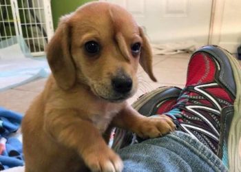 Un cachorro sorprende al tener una cola extra en su cabeza