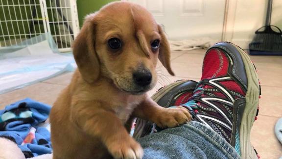 Un cachorro sorprende al tener una cola extra en su cabeza