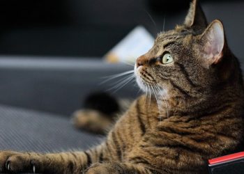 Olvidan subir ventana de automóvil y lo encuentran lleno de gatos