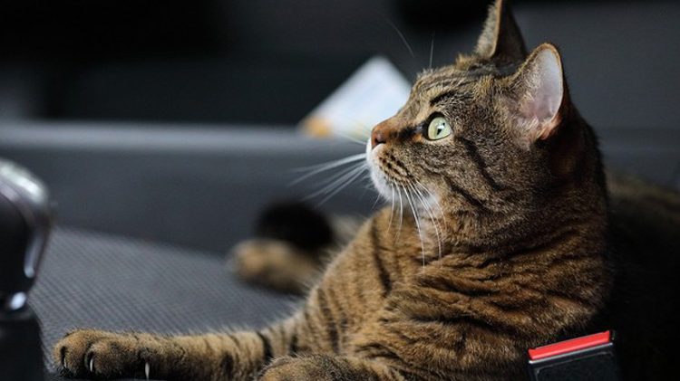 Olvidan subir ventana de automóvil y lo encuentran lleno de gatos
